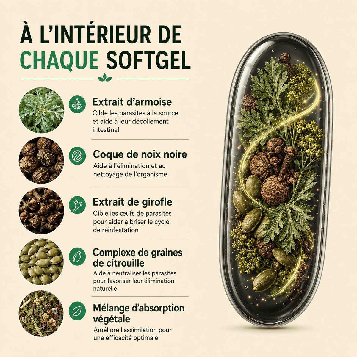 Éliminez les parasites et larves cachés avec Absinthe, Noyer Noir et Clou de Girofle