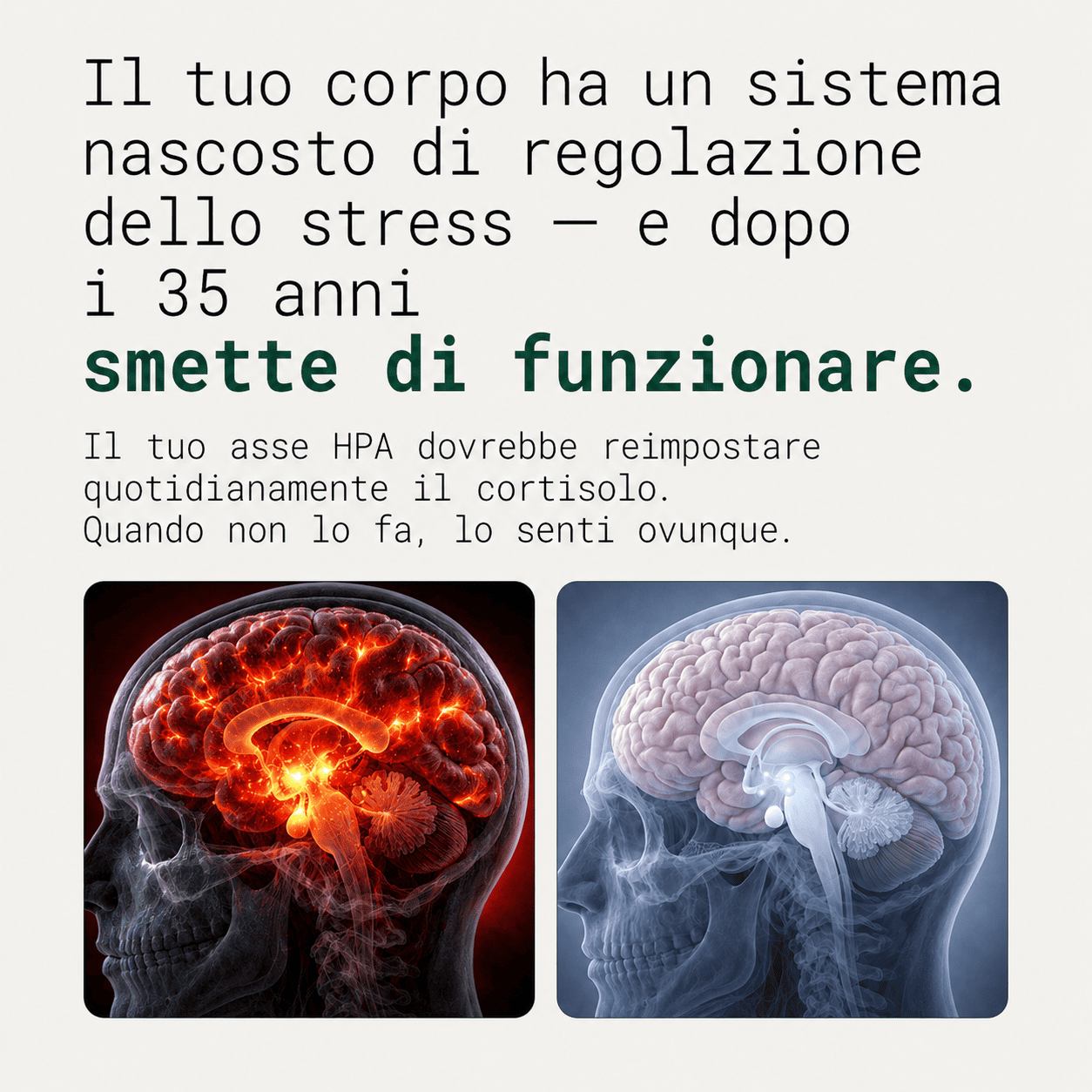 Rhodiola Rosea Nervia™ - Adattogeno naturale - gestisci meglio lo stress, l'energia e il gonfiore