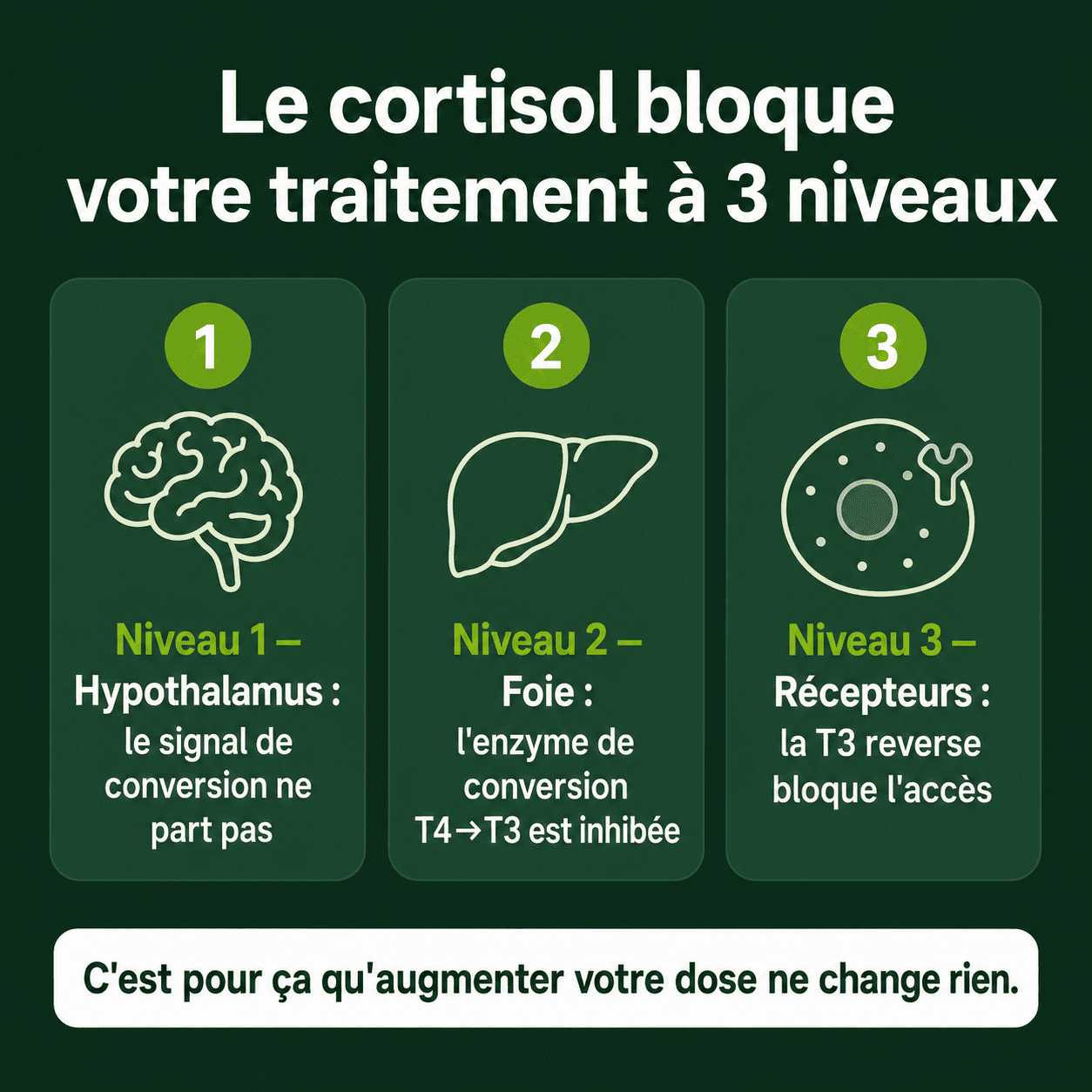 Rhodiola Rosea Novelia™ - Adaptogène naturel - mieux gérer le stress, l’énergie et les ballonnements